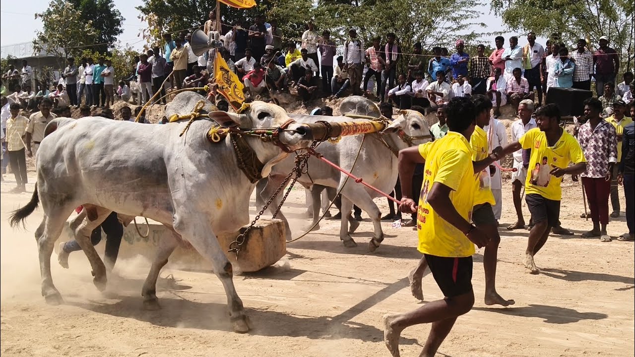 RK Bulls new record 6318.04🥇కాల్వబుగ్గ న్యూ కేటగిరి విభాగం 🦁 RK Bulls సింహాచలం భద్రాచలం గిత్తలు 🎉 