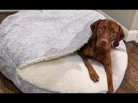 Video: Získejte Cozyho! Nejlepší psí lůžka a další pro přitulení Touto zimou