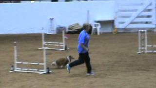 Agility: Roxie Jumpers 20110813.mpg