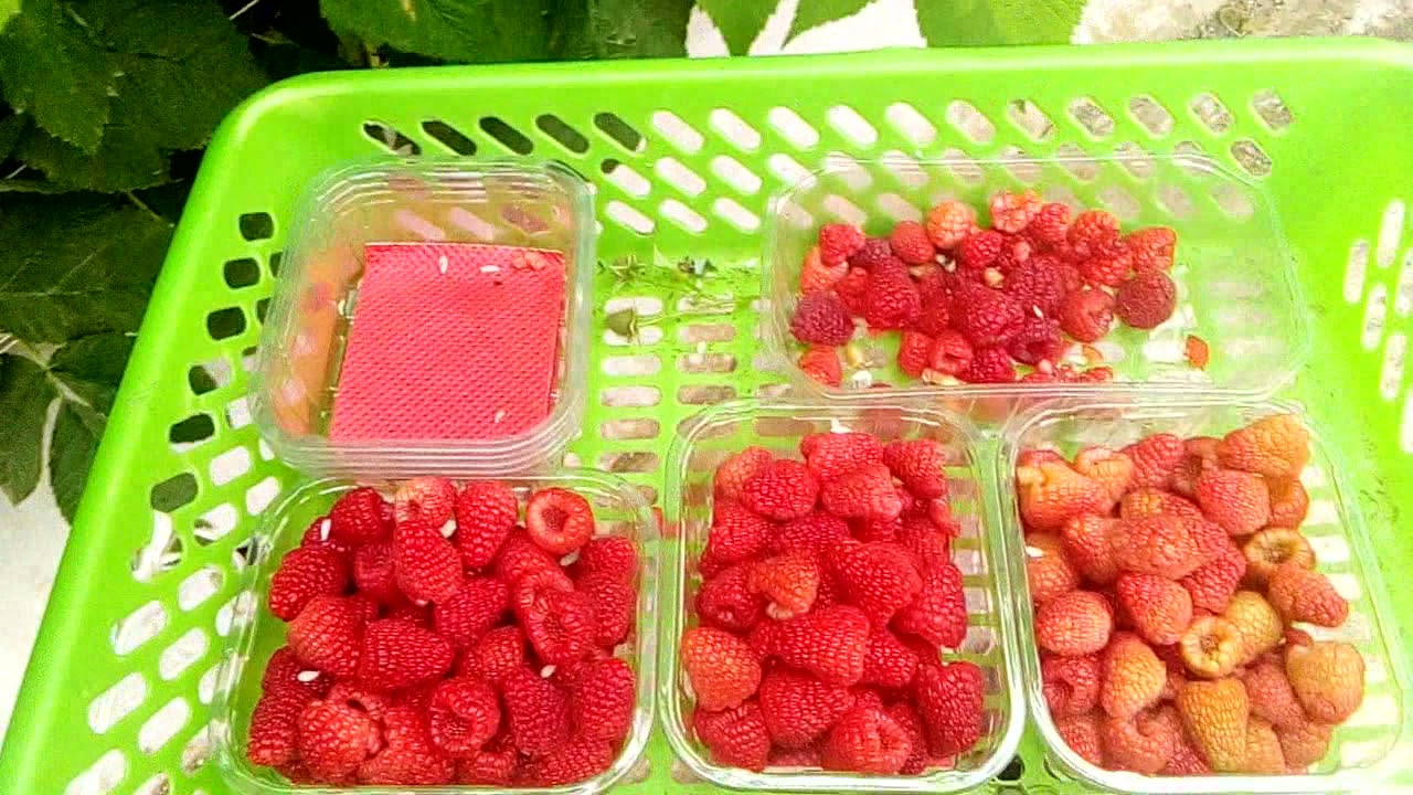 تجربتي مع الفيرمة تاع توت #إيجابيات و سلبيات #مع ذكر ثمن