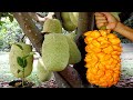 How To Grow Jackfruit From Seeds To Harvest - Gardening Tips