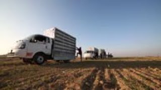 Pigeon racing makes comeback in Mosul