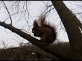 The Red Nice Squirrel