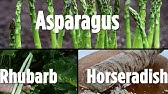 pic How To Grow Horseradish Youtube planting and growing horseradish from