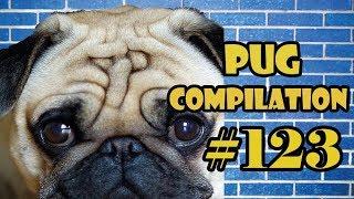 NEW ! Pug Compilation 123  Funny Dogs but only Pug Videos | Instapugs