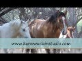 Arizona Wild Horses, Inspire Painting