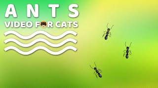 Cat Games - Ants. Insects Video For Cats | Cat Tv.