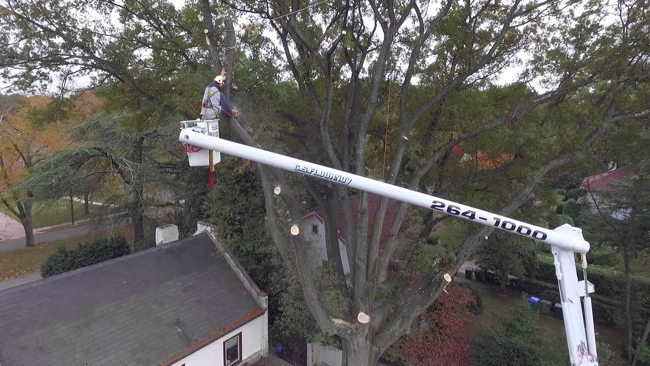Richmond Tree Trimming Tree Pruning C S Flournoy Incorporated Richmond Tree Trimming Tree Pruning C S Flournoy Incorporated