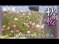 山口百恵/秋桜 弾き語り