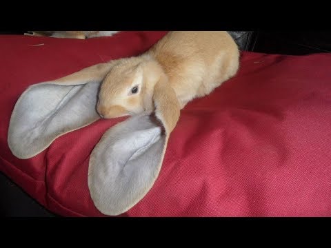 Video: Holland Lop