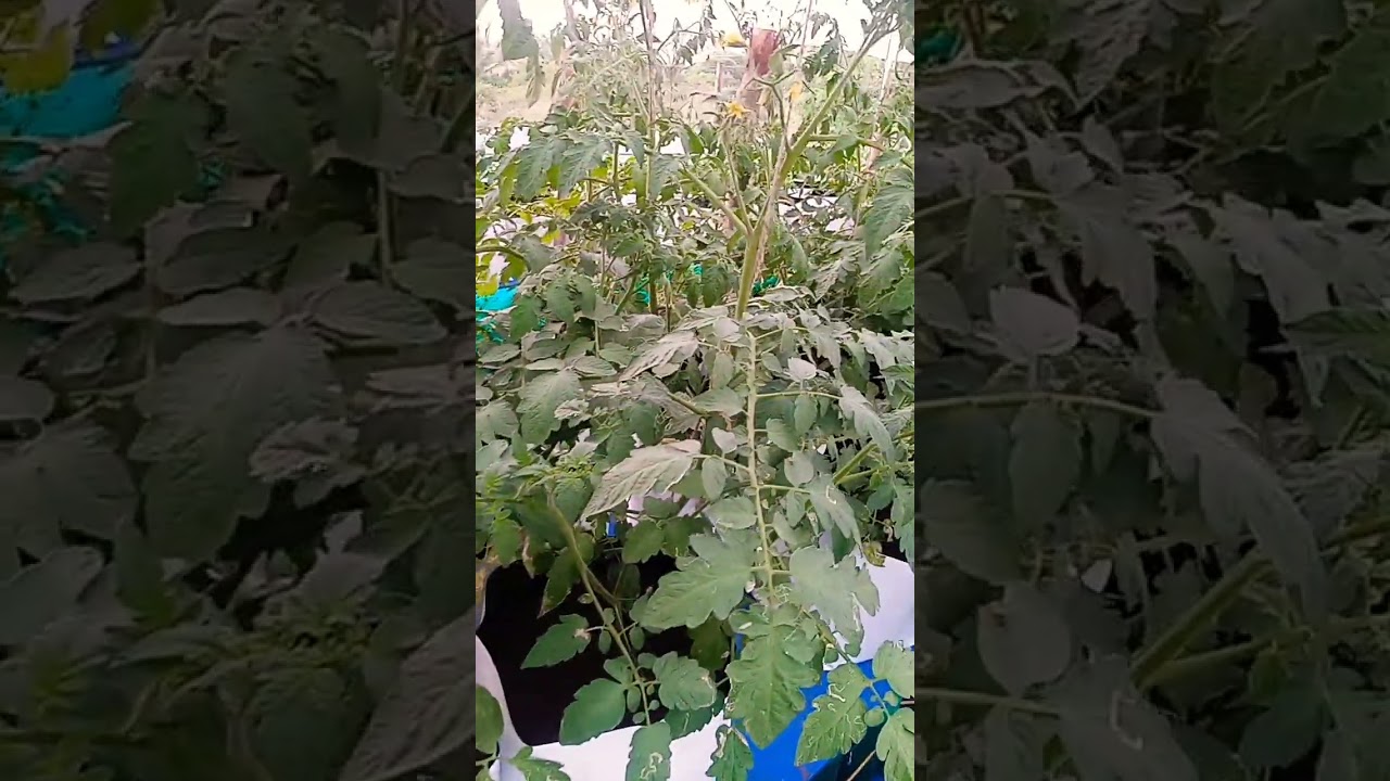 Tomato grow in house 