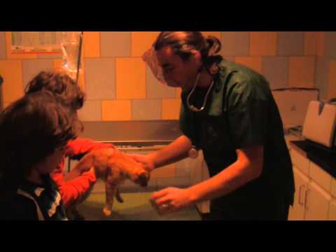 Videó: Az állatorvos Piszkos Felszerelést Használ Házi Kedvencével?