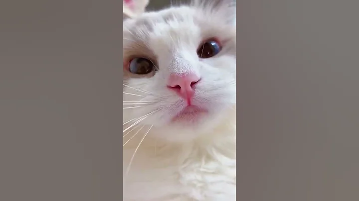 Video 9916121: cats kittens meowing compilation, kittens meowing compilation cute, kittens meowing compilation funny, baby cats kitten meowing, cat kittens home