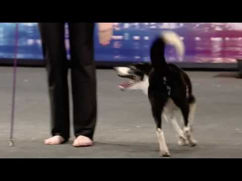 HiDef - BGT - Kate & Gin Canine freestyle 16:9 widescreen