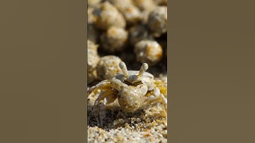 Small Crab Making Sand Balls