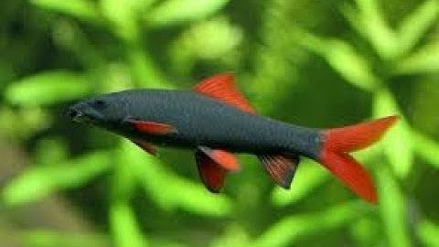 Cá Chuột Thái hành nghề chùi kiếng (VietSub)-Red Tailed Labeo