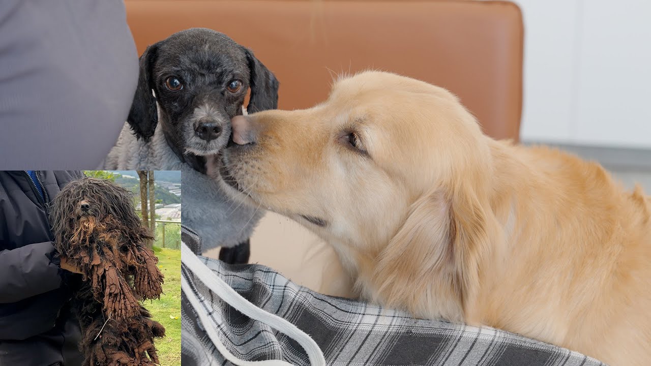The Kind-Hearted Golden Retriever Meets the Rescue Dog for the