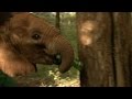 Elephant orphanage - This Wild Life: Episode 4 Preview - BBC Two