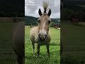 Cute and Funny Horse Tik Tok compilation🐎❤