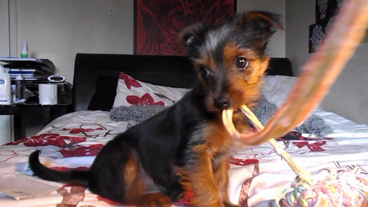 doom metal Cutest dog EVER - Brace yourselves for killer cuteness.