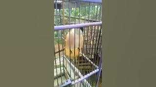 burung cendedet 300jt