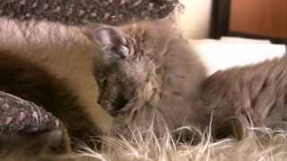 Miot J - Jamila - 2014 01 22 - Maine Coon ALIBI - http://www.alibi.master.pl