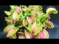 #258 Dionaea, maceta de exposición | Plantas carnívoras