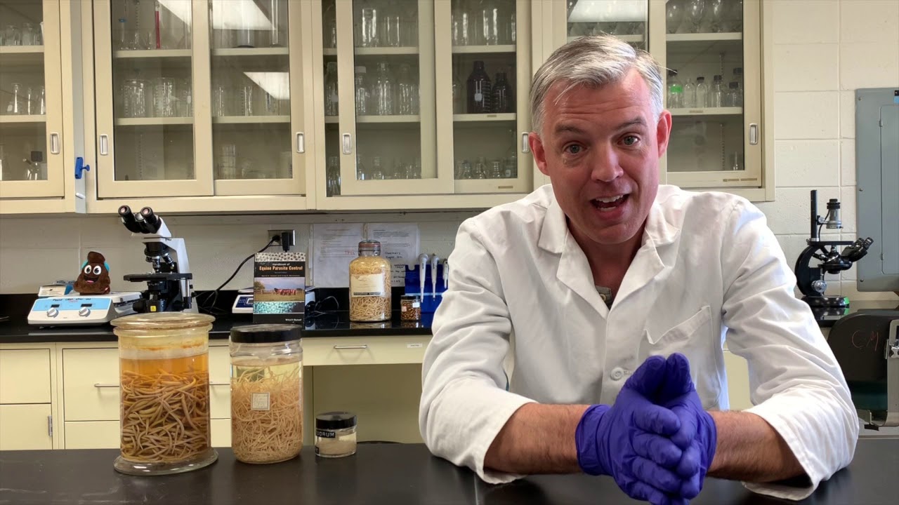 The Parasite Journey of the Horse 2