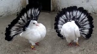 fantail pigeon breeding cage | fancy pigeon farm