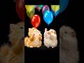 Ginger fluffies and balloons 🎈🐾 #kitten #hamster #funny  #petanimation