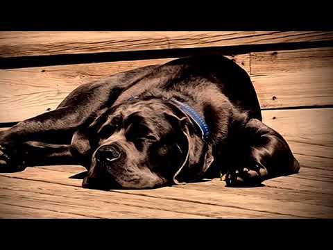 Video: 6 Måter Stress Påvirker Hundens Helse