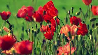 YT Video Editor Clip: Red Flowers screenshot 5