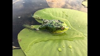 Making the 3D Printed Frog Lure
