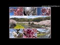 散りてなお 松任谷由実 cover 弾き語り