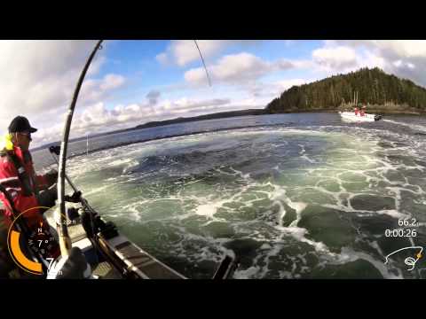 Sea Lion Steals Fish