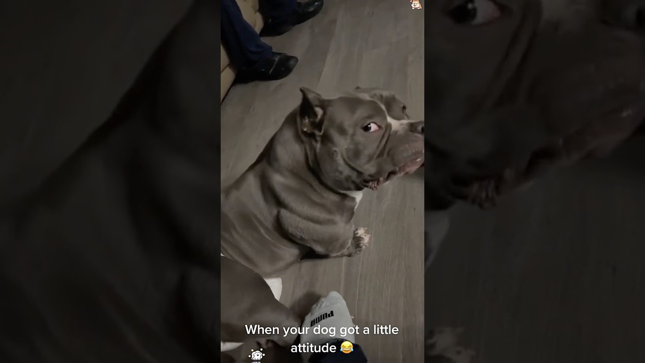 Dog with attitude ??#funny #petsrule #funnydogs #pets #doggielife #cutedog #funnyanimals
