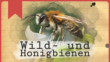 Warum stechen Wildbienen nicht?