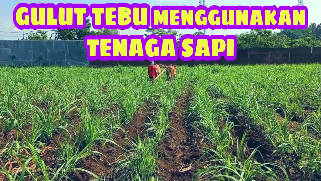 Gulut tebu tenaga sapi lebih hemat biaya
