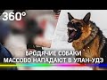 «Устроили кровавое месиво»: в Улан-Удэ собаки нападают на одиноких прохожих. Власти объявили отлов