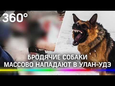 «Устроили кровавое месиво»: в Улан-Удэ собаки нападают на одиноких прохожих. Власти объявили отлов