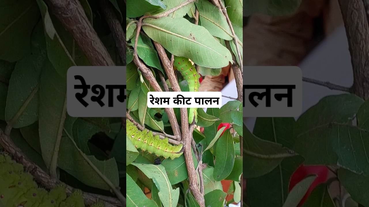 रेशम कीट पालन l Sericulture 