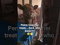 That drool though 😂... #cow #funnyshorts #farm #cuteanimals