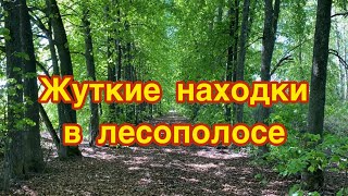 Жуткие находки в лесополосе, которые я обнаружил при поиске металлолома