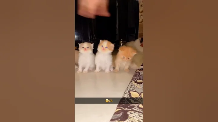 Watch the video about Doll face 20 days kitten booking now contact no 9891679147