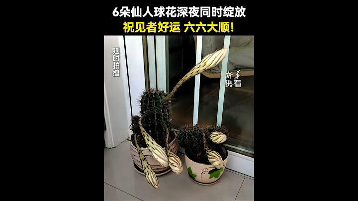 接好運！6朵仙人球花深夜同時綻放，祝見者好運、六六大順！不責不怪
