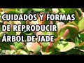 COMO REPRODUCIR EL ÁRBOL DE JADE Y CUIDADOS - AGRO CANAL. PE