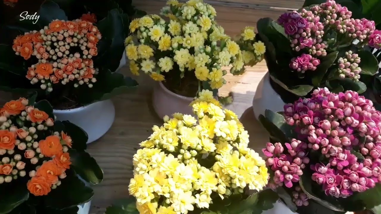 HOA ĐẸP🌺SUPERMARKET