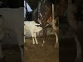 #cow #cattleworld #cattlefarm #bull #bullfarm #farmanimal #cattleyard #farmanimalfarm #newentry