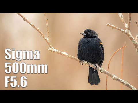 Sigma 500mm F5.6 DG DN OS - An Amazing Super Telephoto For Sony E and Leica L