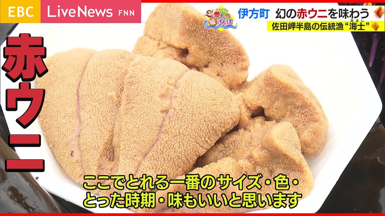 【媛さんぽ】伊方町で高級の「赤ウニ」を味わう